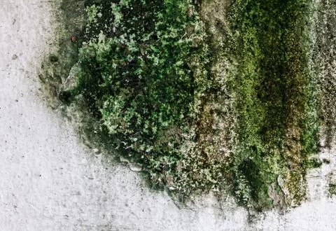 Moss on cement wall background Stock Photos