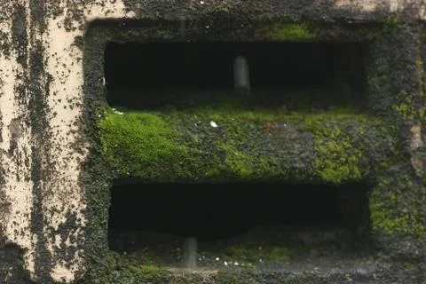 Moss on cement windows Foto stock