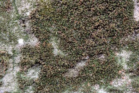 Moss in the city Stock Photos