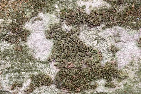 Moss in the city Stock Photos