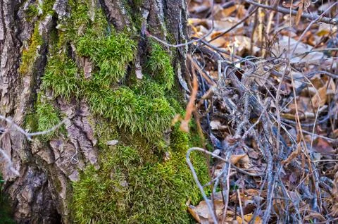 Moss Claiming Bottom of Tree Trunk Stock Photos