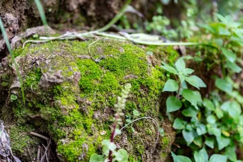 Moss on a cliff Stock Photos