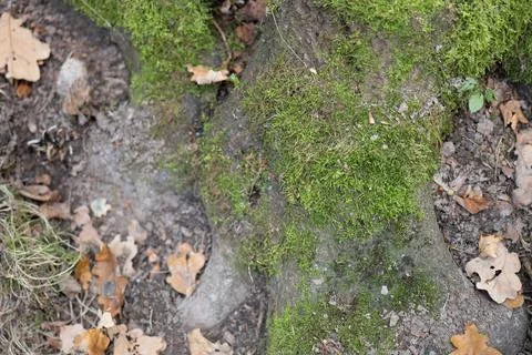 Moss clings to a weathered tree root Stock Photos