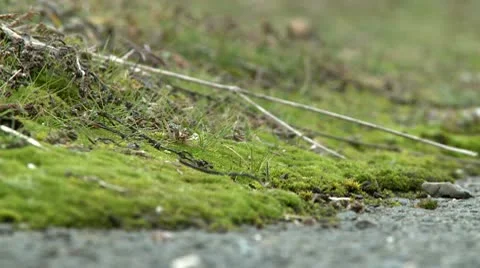 Moss close up 2 Stock Footage 10678722