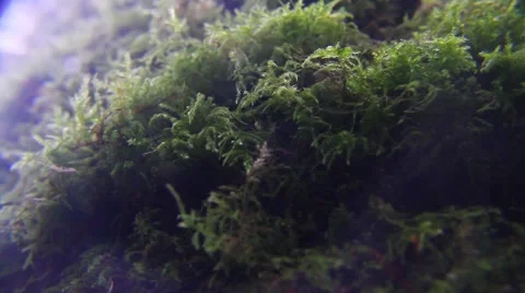 Moss close up 2 Stock Footage 48868487