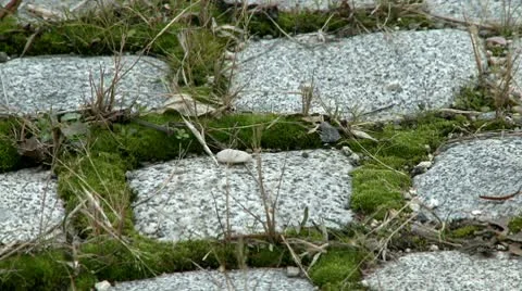 Moss close up 4 Stock Footage 10678638