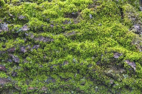 Moss close-up on the bark of a fallen tree Stock Photos