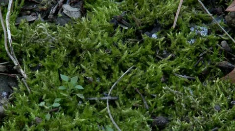 Moss close up Stock Footage 10679001