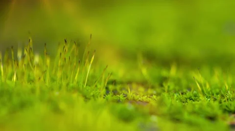 Moss, Close-Up Stock Footage 32906434