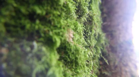 Moss close up 動画素材 48868563