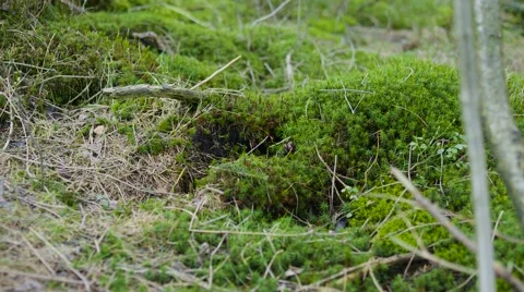 Moss Close Up 動画素材 63224252