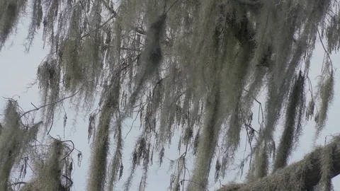 Moss Close Up Stock Footage 71178632