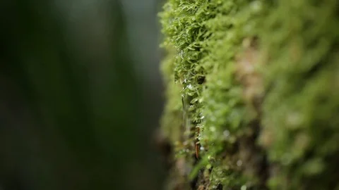 Moss close up Stock-Footage 77047568