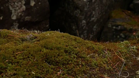 Moss close up Stock Footage 80938653