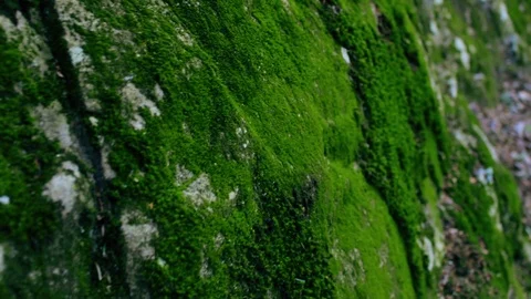 Moss close up Stock Footage 89004397