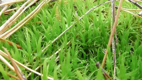 Moss close up Video stock 118804323