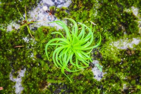 Moss close up in forest Stock Photos