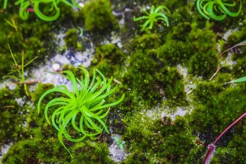 Moss close up in forest Stock Photos