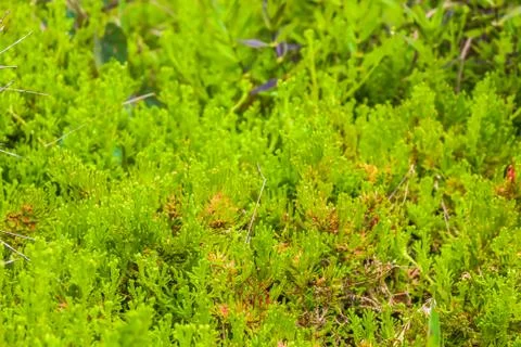 Moss close up in forest Stock Photos