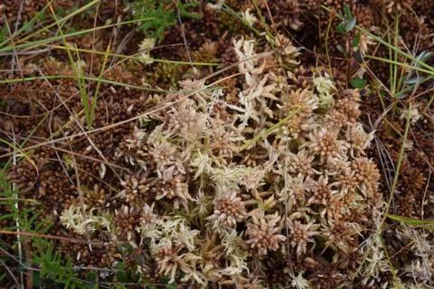 Moss close up macro texture background. swamp Stock Photos