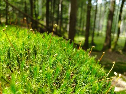 Moss Up Close, Moss Spores Stock-Fotos