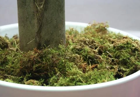 Moss close up Stock Photos