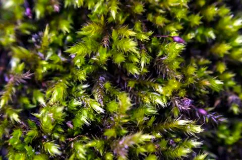 Moss close-up Stock Photos