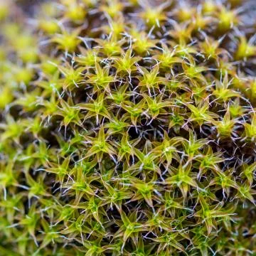 Moss close up Stock Photos