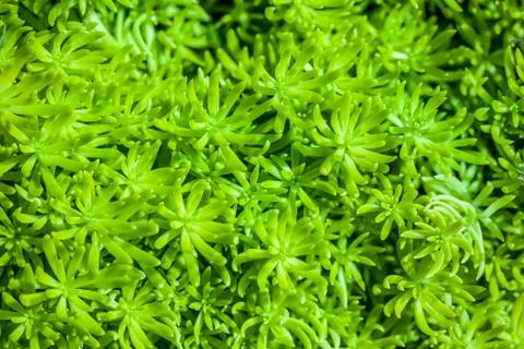 Moss in close up Stock Photos