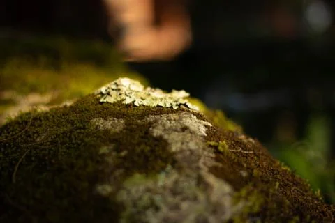 Moss close up Stock Photos