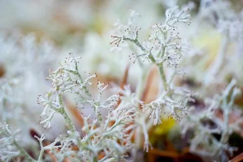 Moss close up Stock Photos