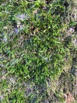 	Moss close-up. Foto stock