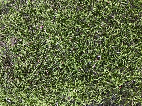 Moss close-up. Stock-Fotos