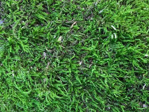 Moss close-up. Foto stock