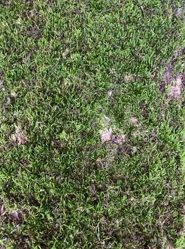 Moss close-up. Stock-Fotos