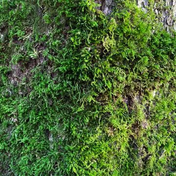Moss close-up. Foto stock