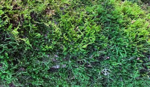 Moss close-up. Stock-Fotos