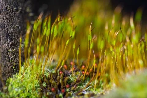 Moss close up Stock Photos