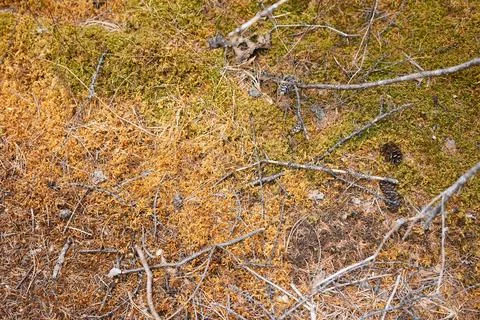 Moss close-up, top view. Beautiful photo wallpaper for desktop. Stock Photos