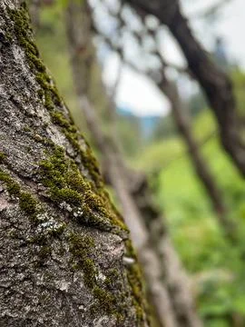 Moss close-up on a tree on a summer day in the forest Stock Photos