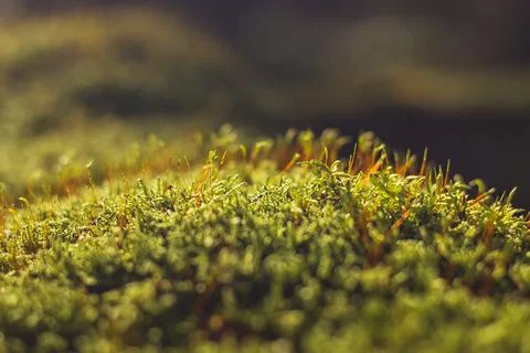 Moss - close up view of green moss Stock Photos