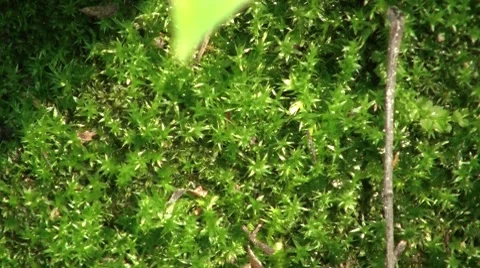 Moss Closeup Stock Footage 7759893