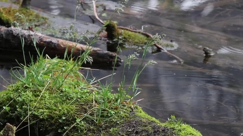 Moss Closeup Stock Footage 79576591