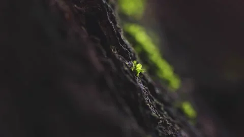 Moss Closeup Stock Footage 158239796