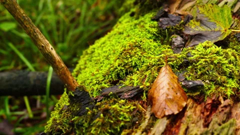 Moss CloseUp at Pilatus Stock Footage 319843142