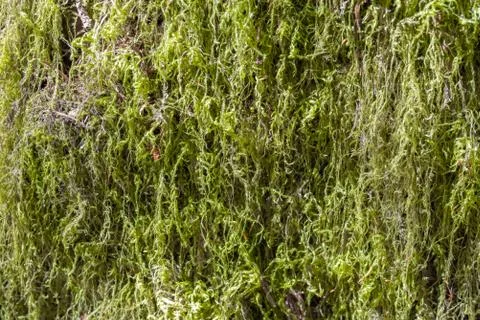 Moss closeup on tree trunk Stock Photos