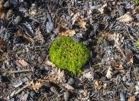 A moss clump in the forest Stock Photos