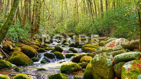 Moss colored rocks in brook