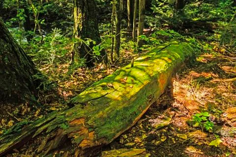 Moss Colvered Log in the Forest Stockfoto's