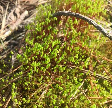 Moss common. Polytrichum commune Stock Photos